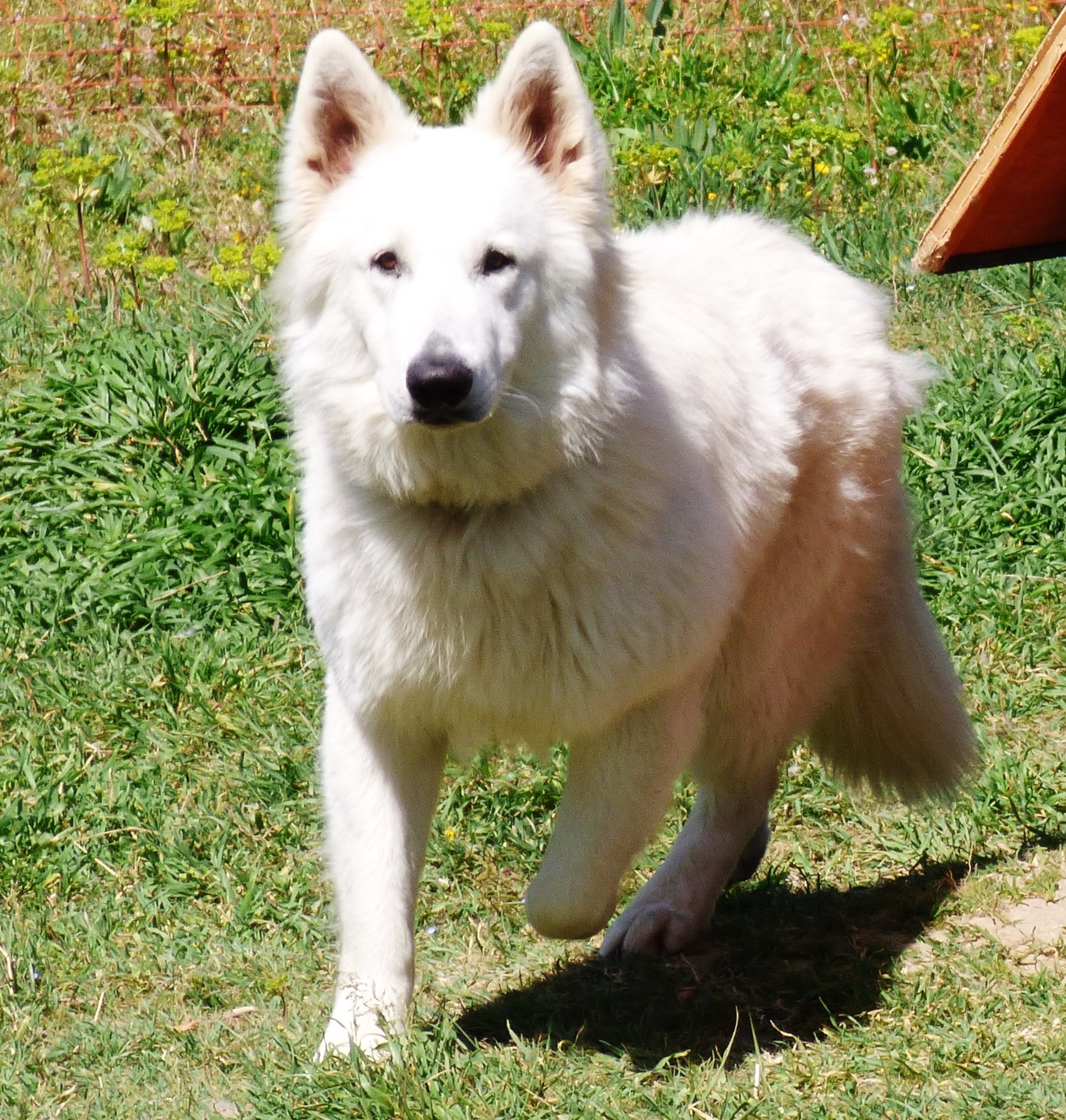 Melo De la vallée de l'orkhon