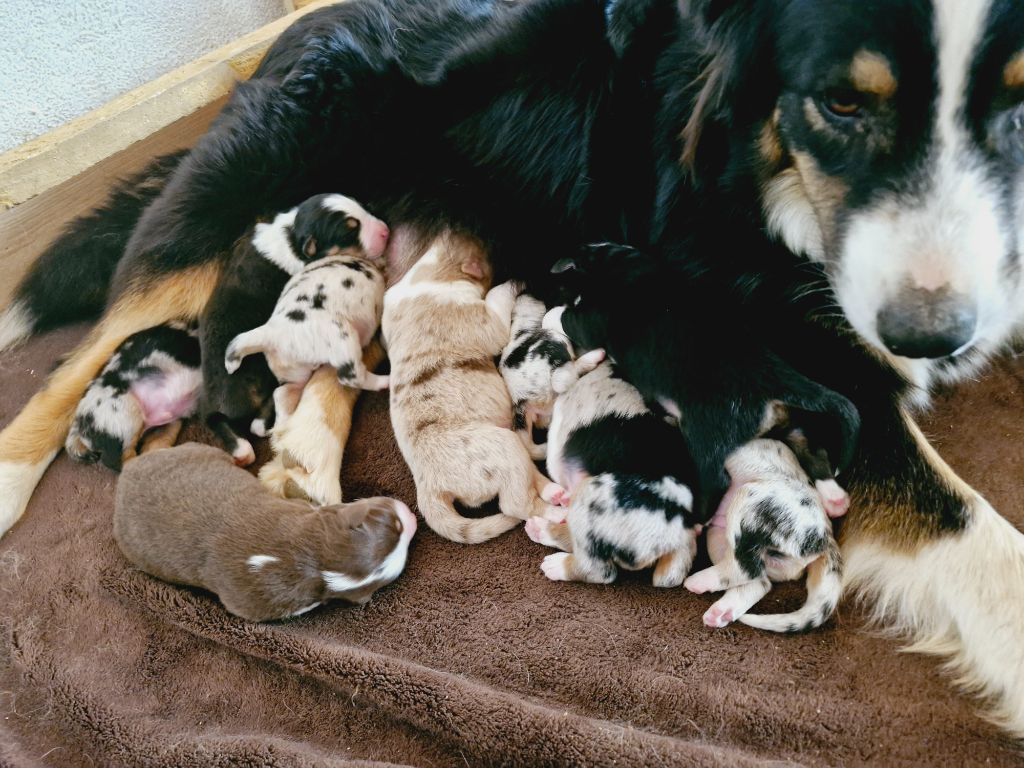 chiot Berger Australien De La Rectouresse