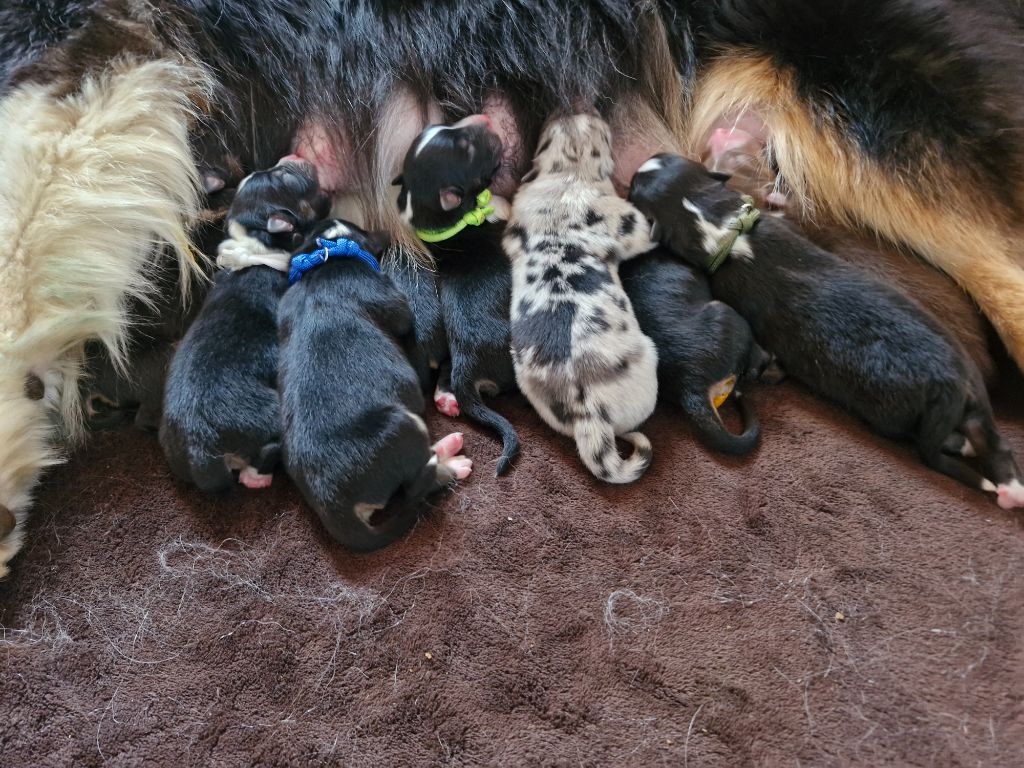 Chiot Berger Australien De La Rectouresse