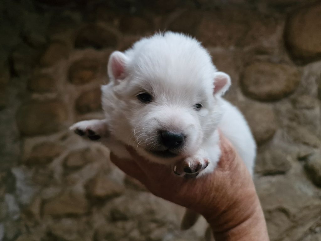 De La Rectouresse - Chiots disponibles - Spitz japonais
