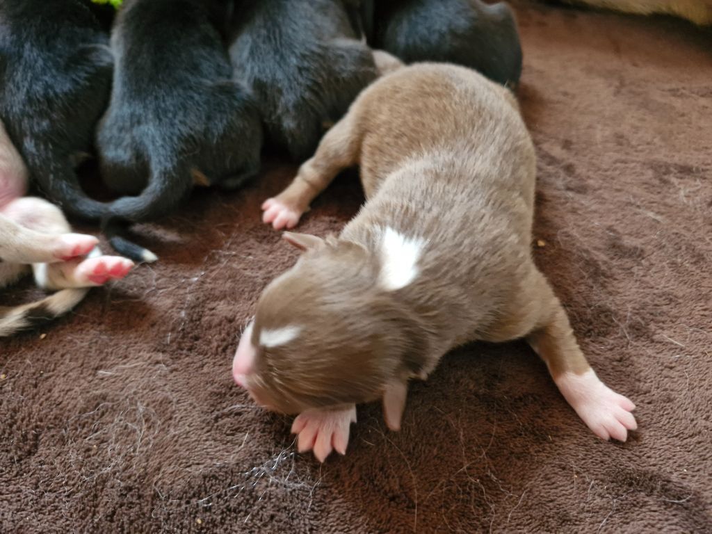 De La Rectouresse - Chiots disponibles - Berger Australien