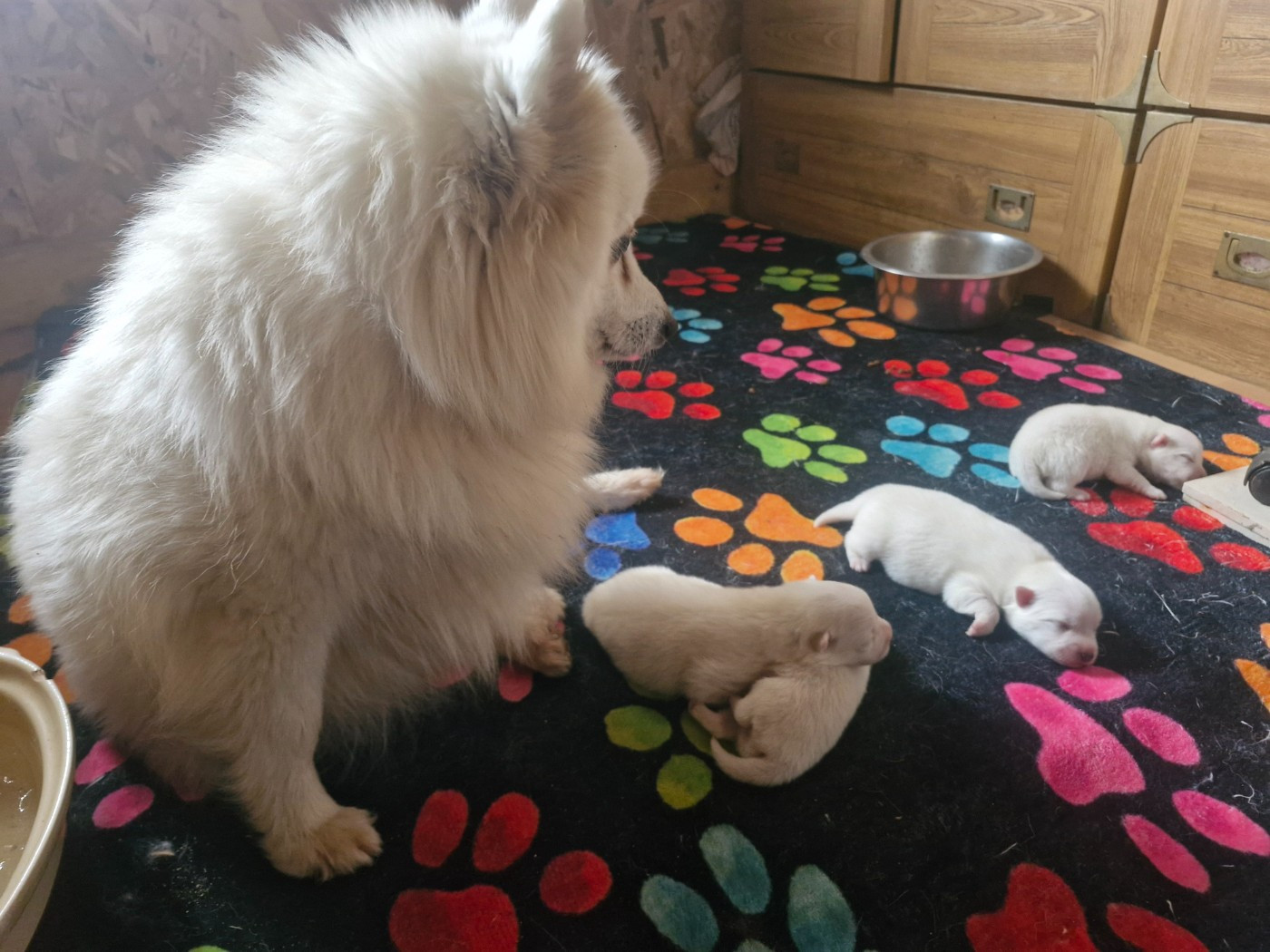 De La Rectouresse - Spitz japonais - Portée née le 24/01/2026