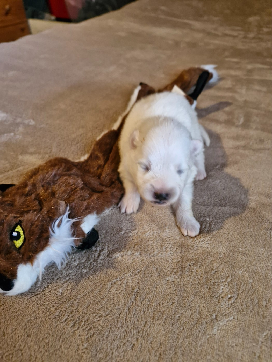 De La Rectouresse - Chiots disponibles - Spitz japonais