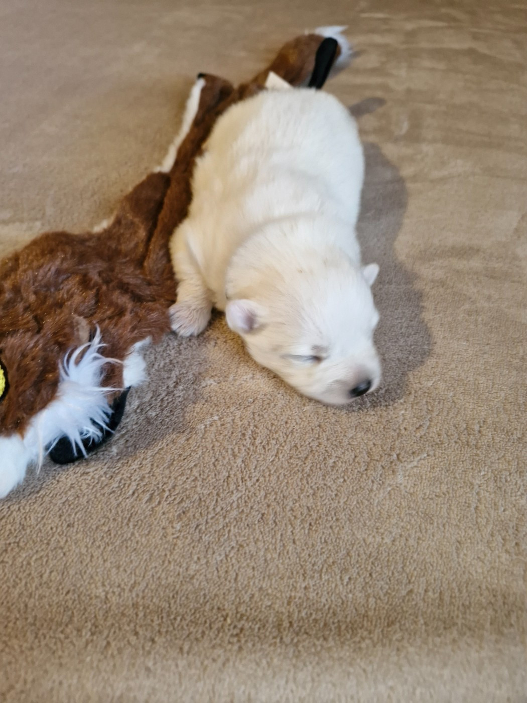 De La Rectouresse - Chiots disponibles - Spitz japonais