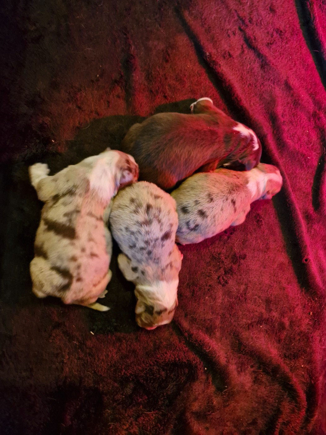 De La Rectouresse - Chiots disponibles - Berger Australien