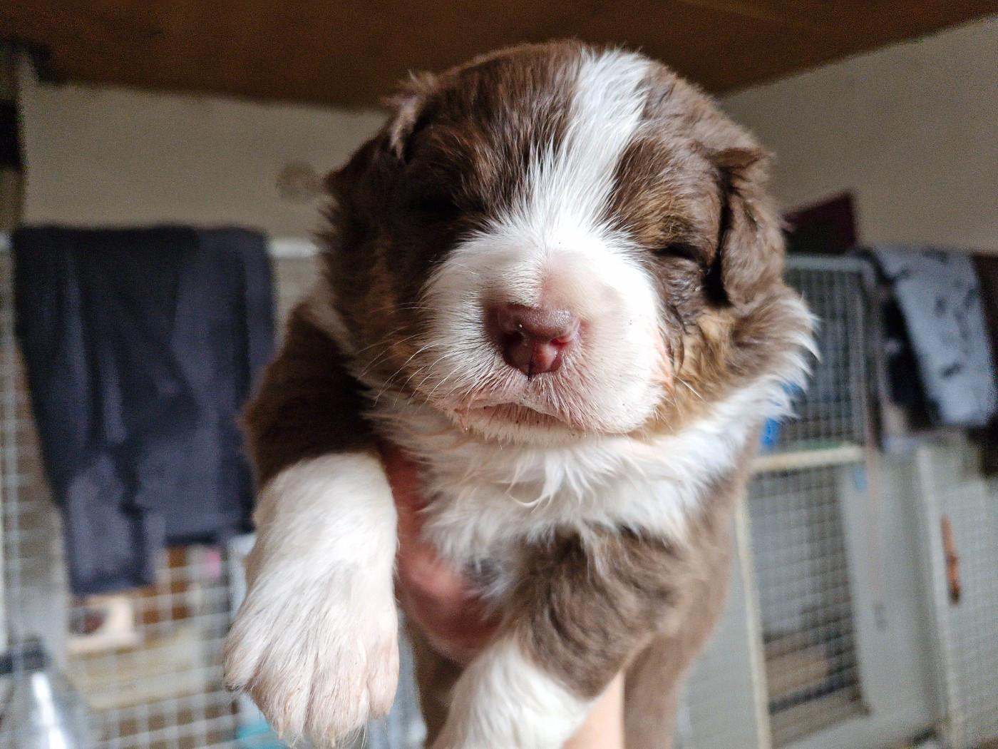 De La Rectouresse - Chiots disponibles - Berger Australien