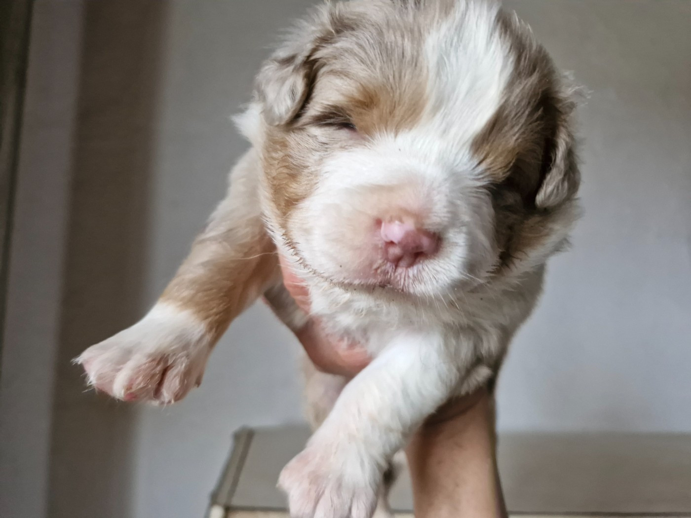 De La Rectouresse - Chiots disponibles - Berger Australien