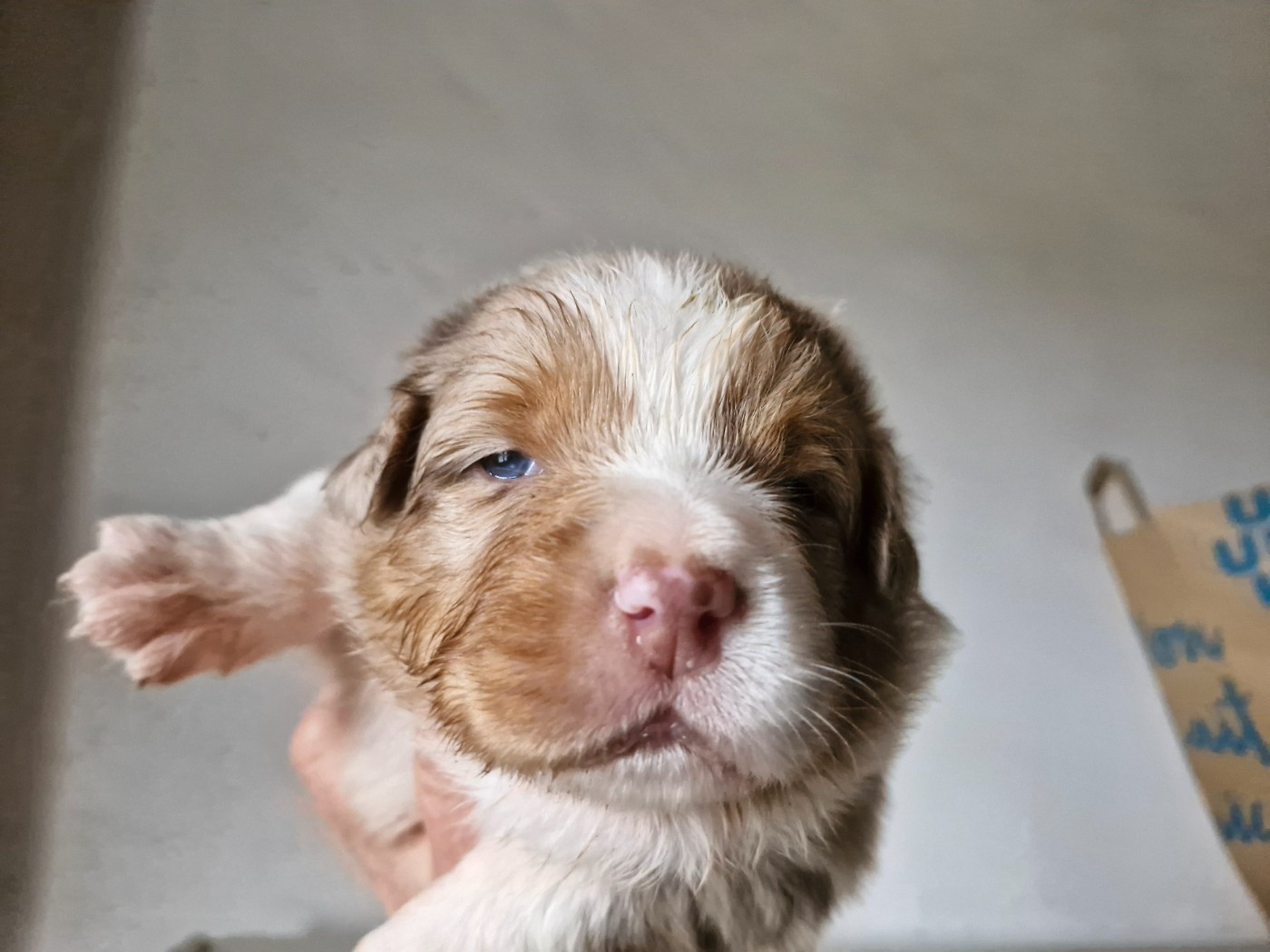 De La Rectouresse - Chiots disponibles - Berger Australien