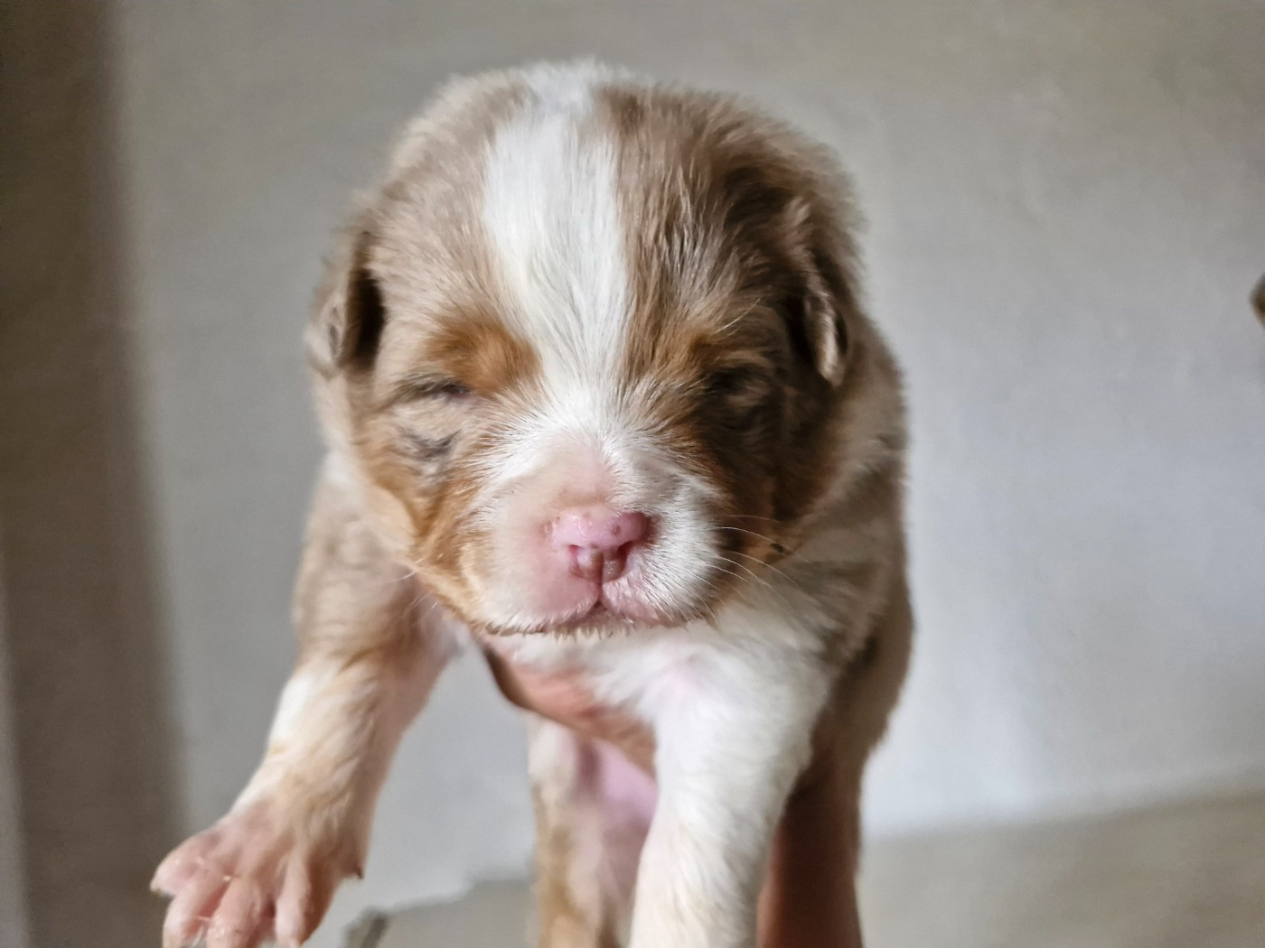 De La Rectouresse - Chiots disponibles - Berger Australien