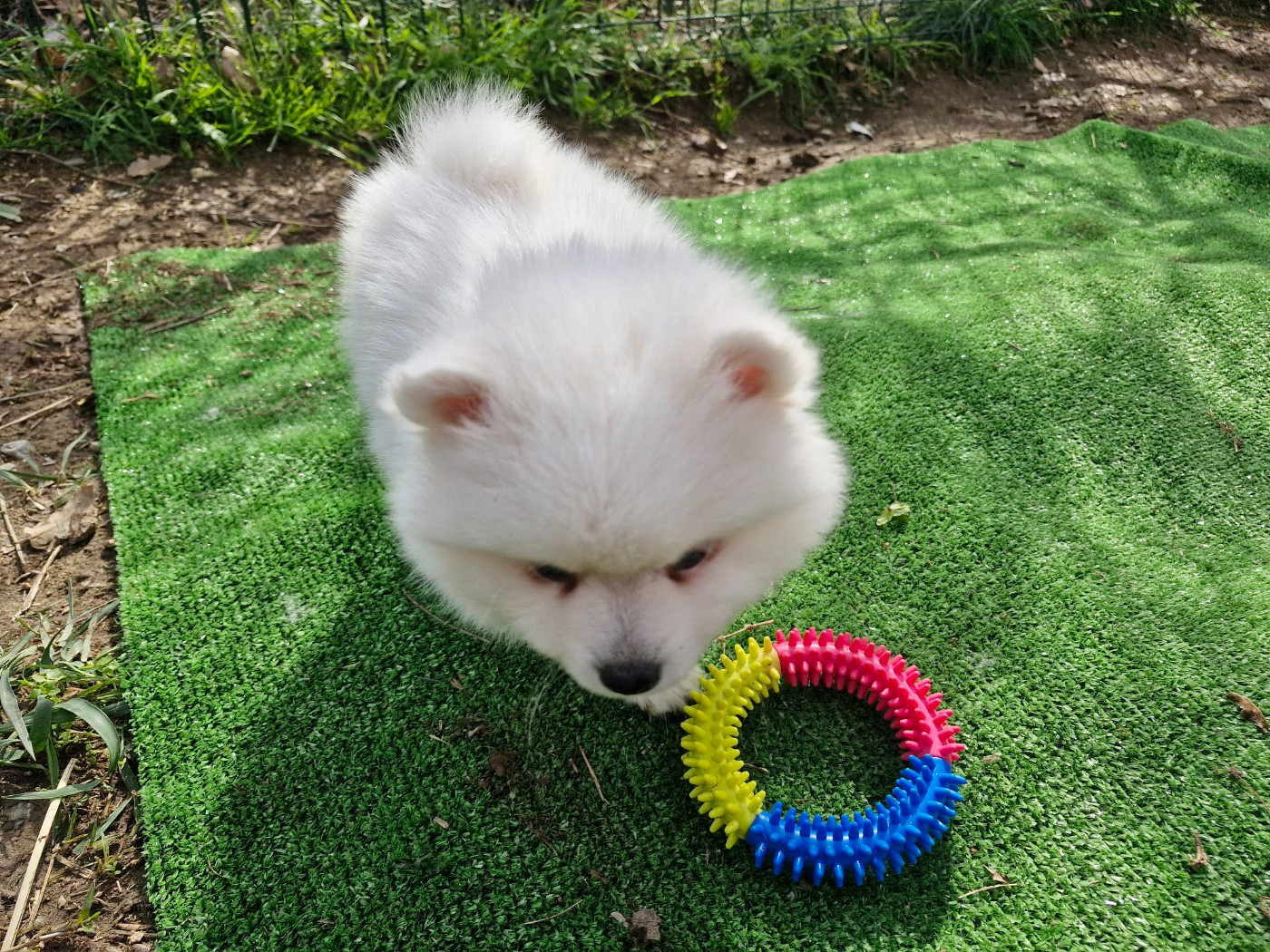 De La Rectouresse - Chiots disponibles - Spitz japonais