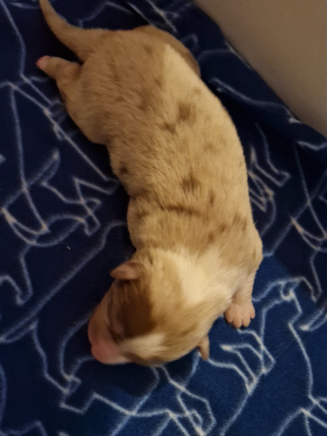 De La Rectouresse - Chiots disponibles - Berger Australien