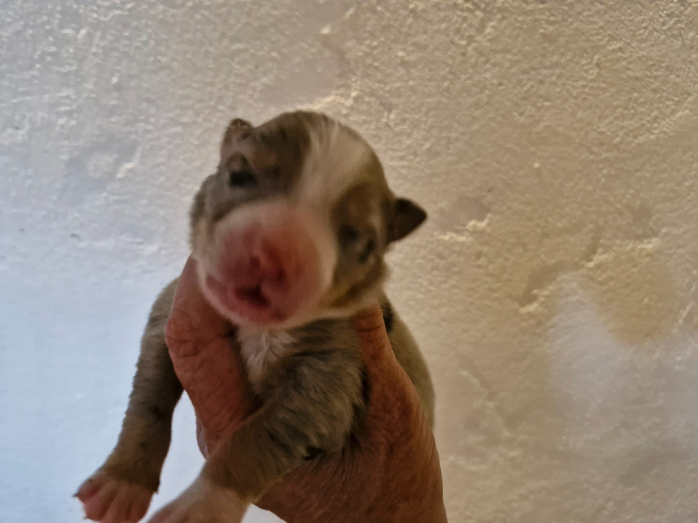 De La Rectouresse - Chiots disponibles - Berger Australien