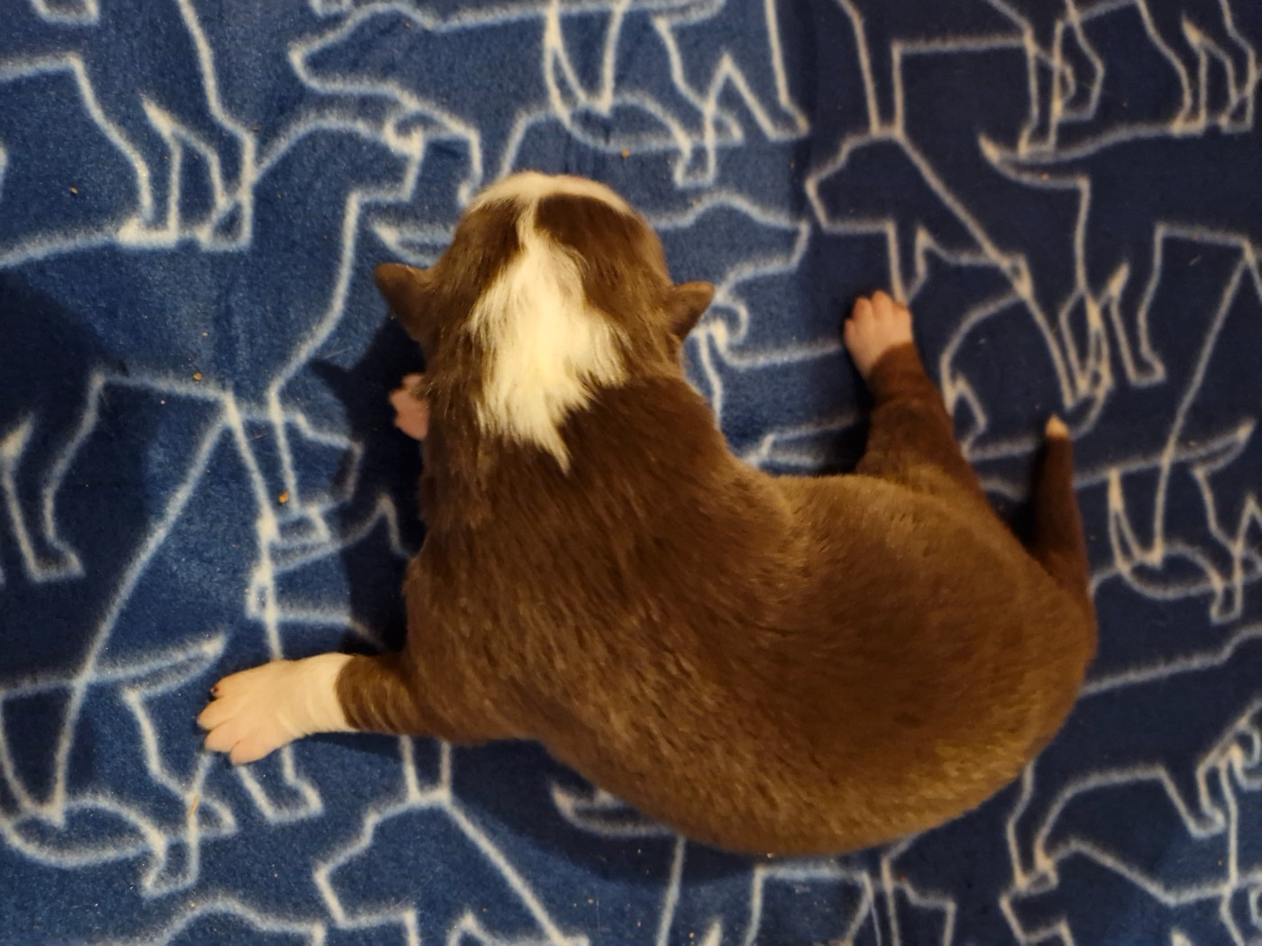 De La Rectouresse - Chiots disponibles - Berger Australien
