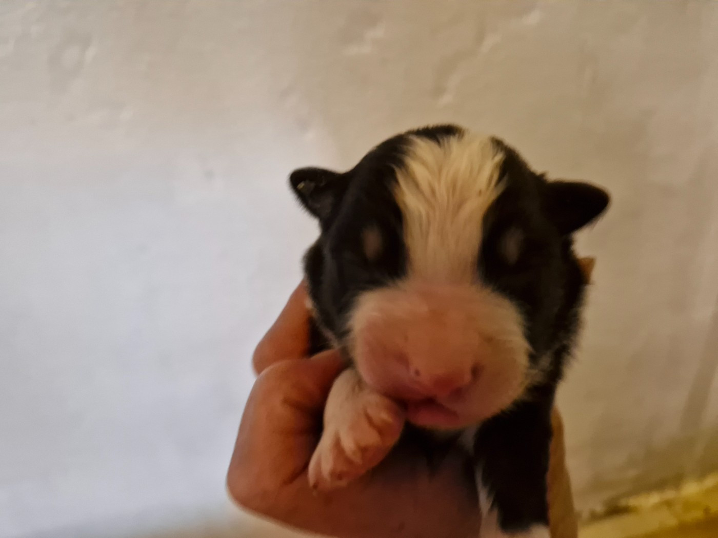 De La Rectouresse - Chiots disponibles - Berger Australien