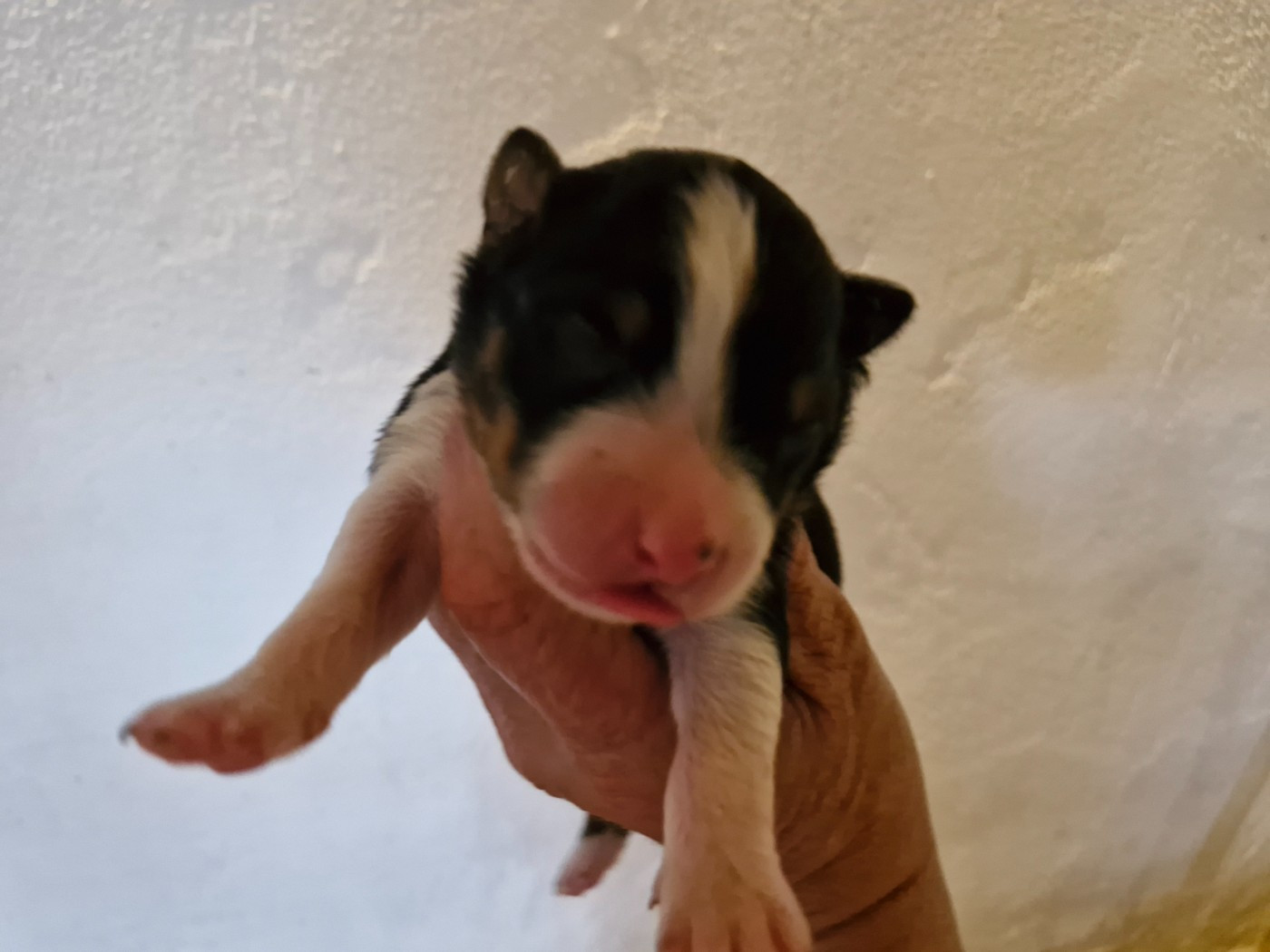 De La Rectouresse - Chiots disponibles - Berger Australien
