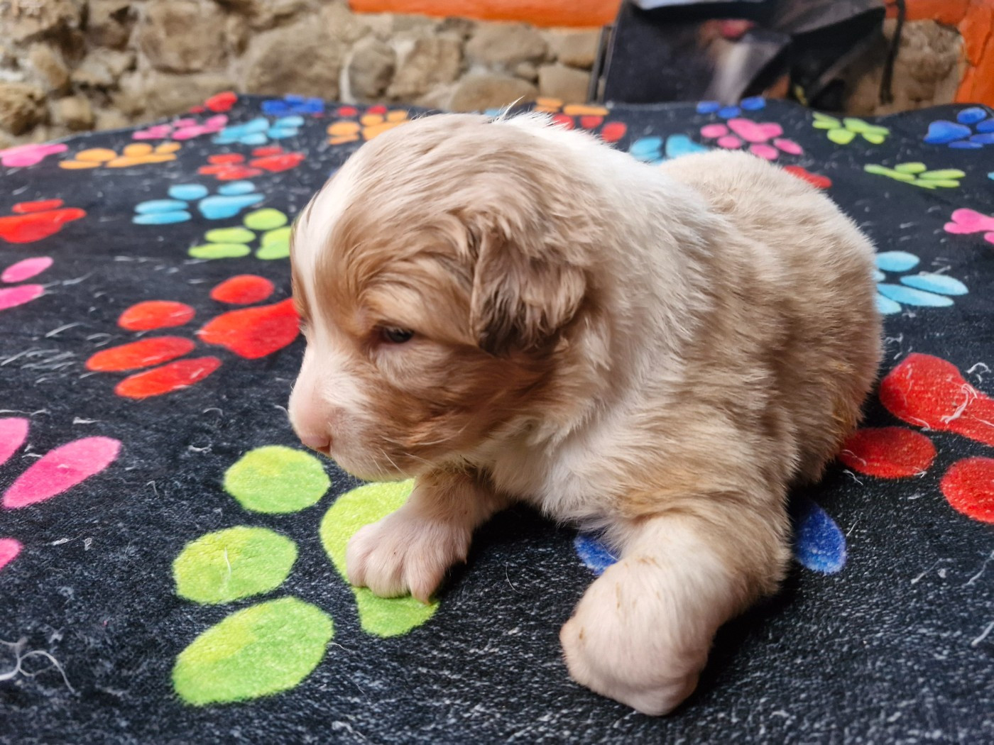 De La Rectouresse - Chiots disponibles - Berger Australien