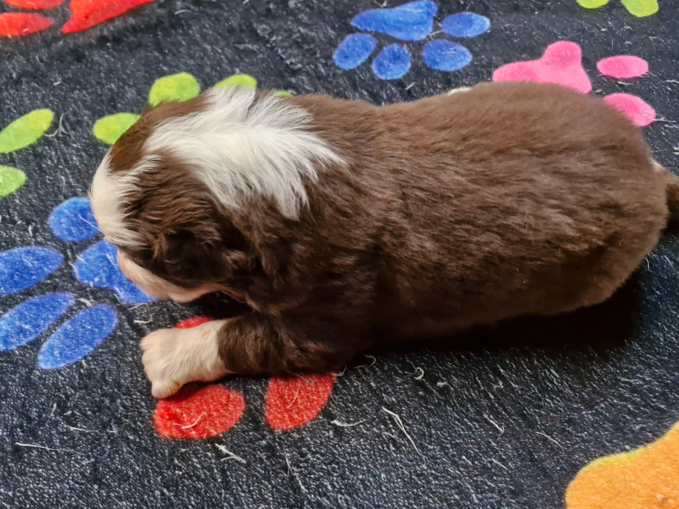 De La Rectouresse - Chiots disponibles - Berger Australien