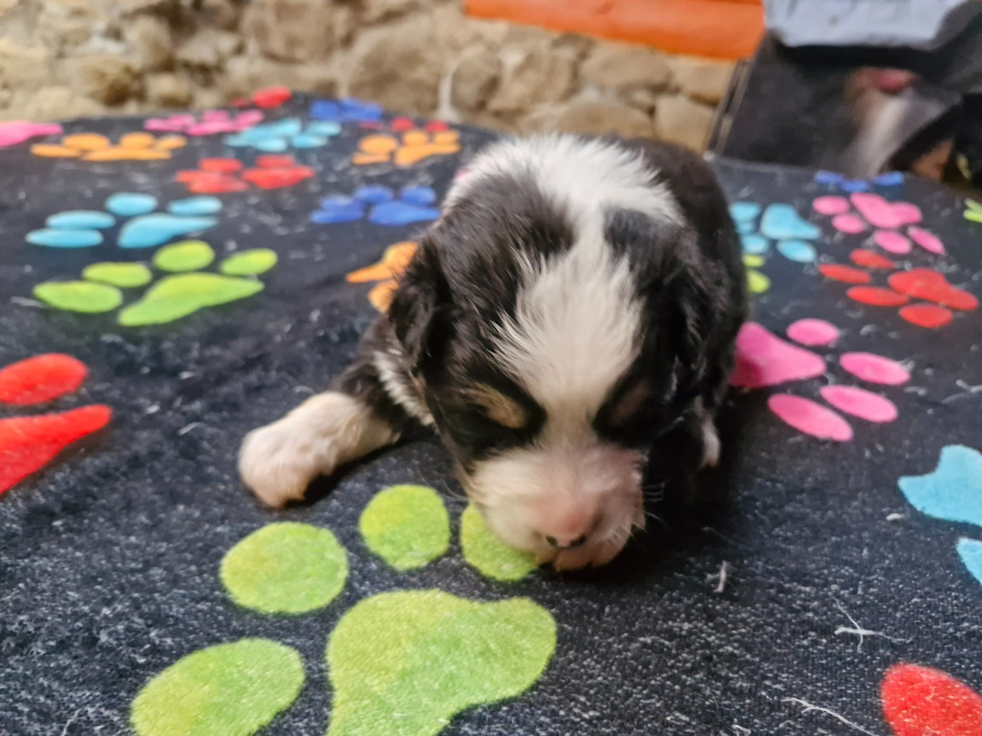 De La Rectouresse - Chiots disponibles - Berger Australien