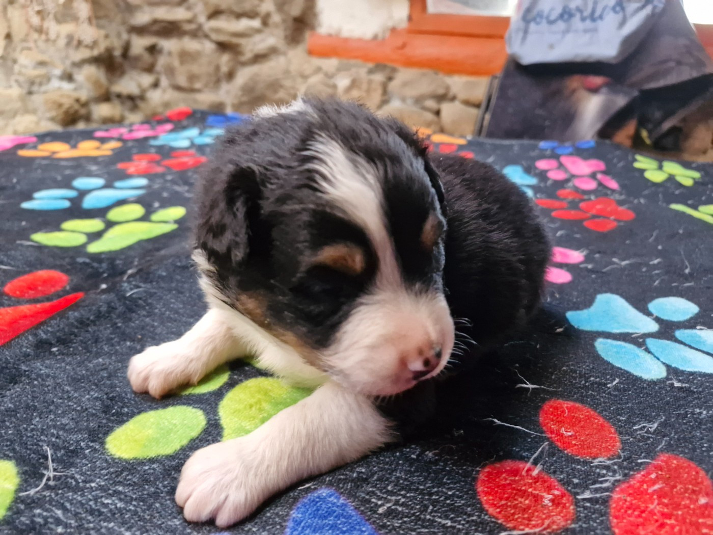 De La Rectouresse - Chiots disponibles - Berger Australien