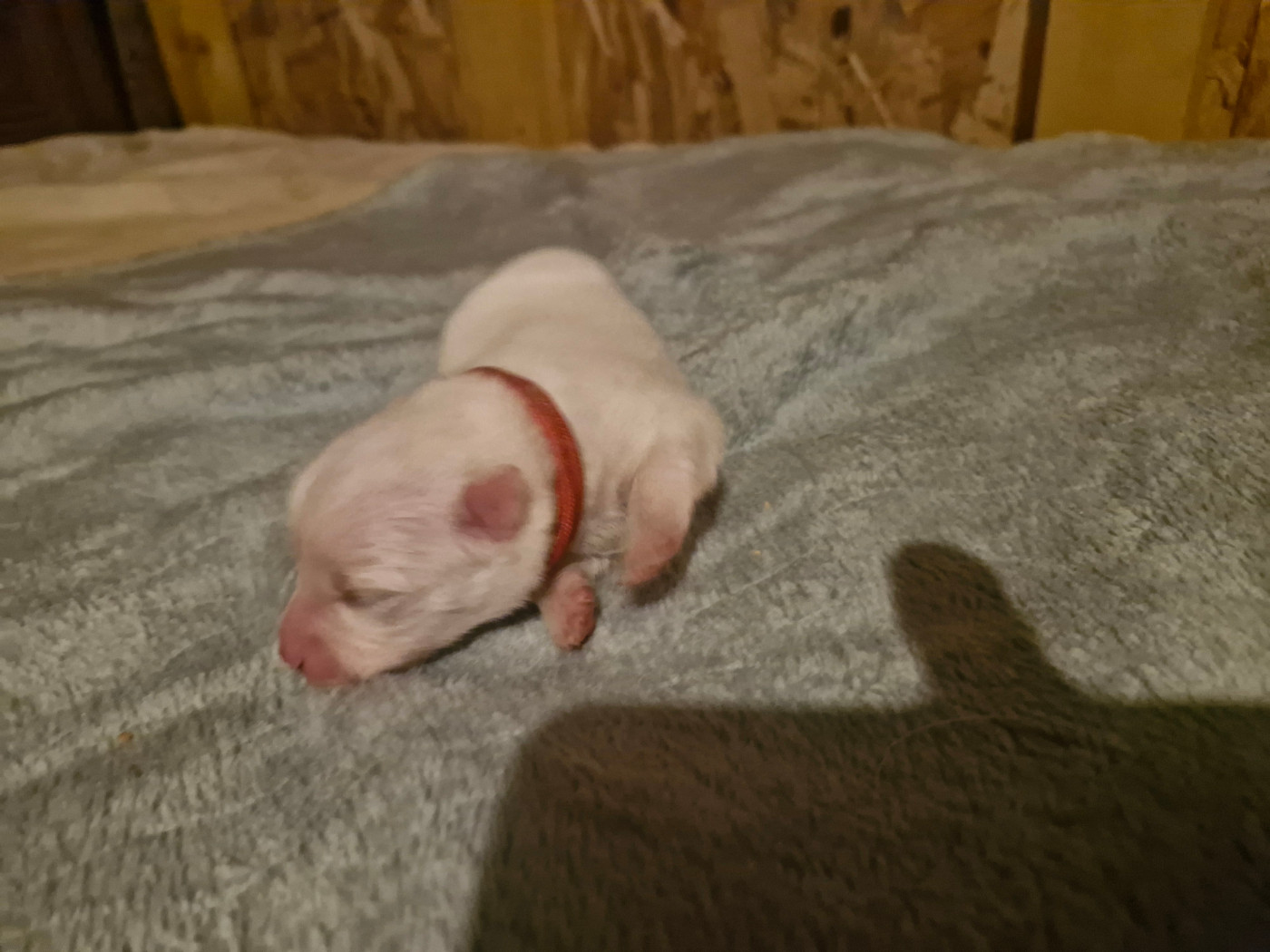 De La Rectouresse - Chiots disponibles - Spitz japonais