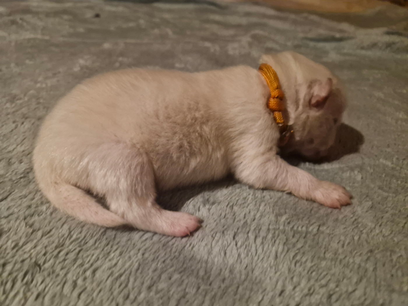 De La Rectouresse - Chiots disponibles - Spitz japonais