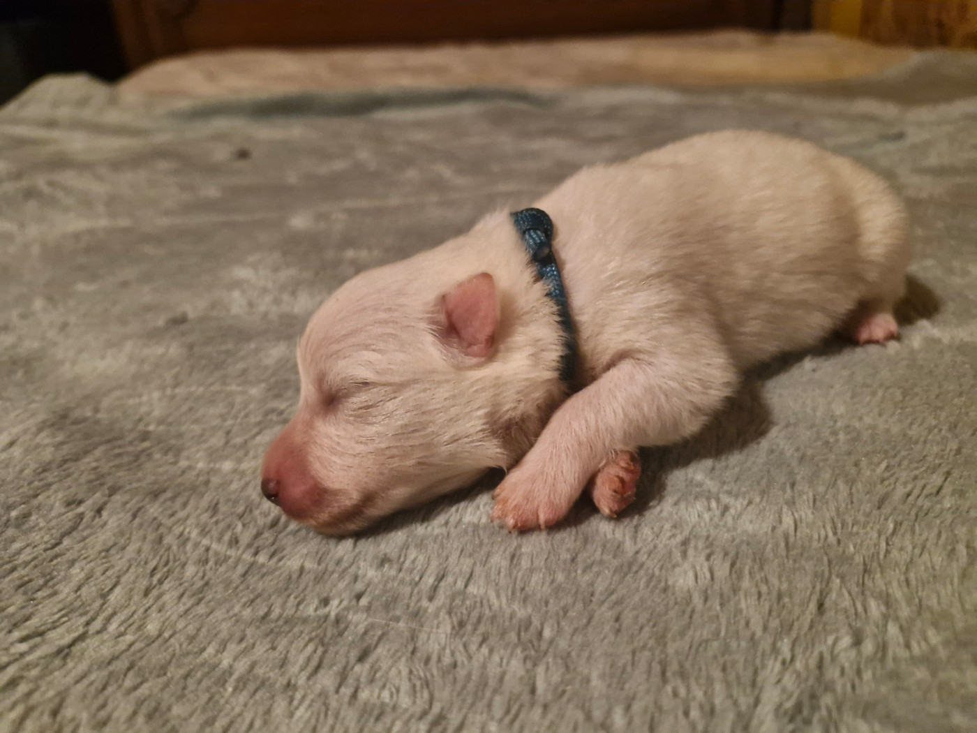 De La Rectouresse - Chiots disponibles - Spitz japonais