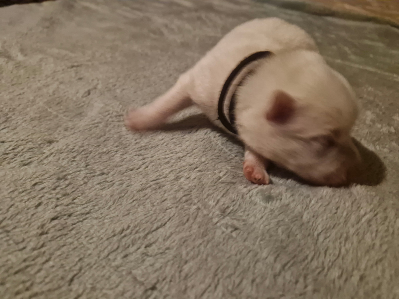 De La Rectouresse - Chiots disponibles - Spitz japonais