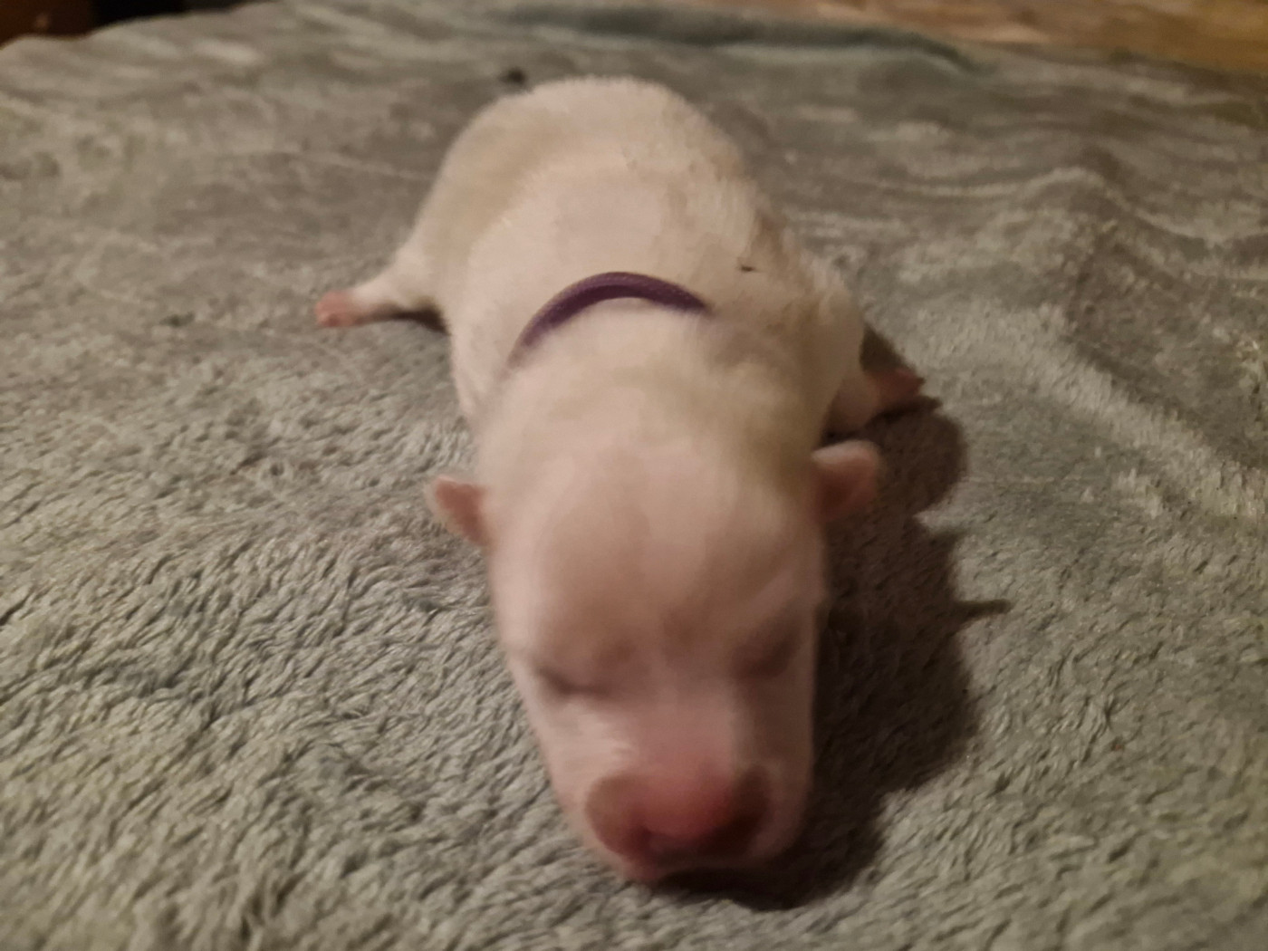 De La Rectouresse - Chiots disponibles - Spitz japonais