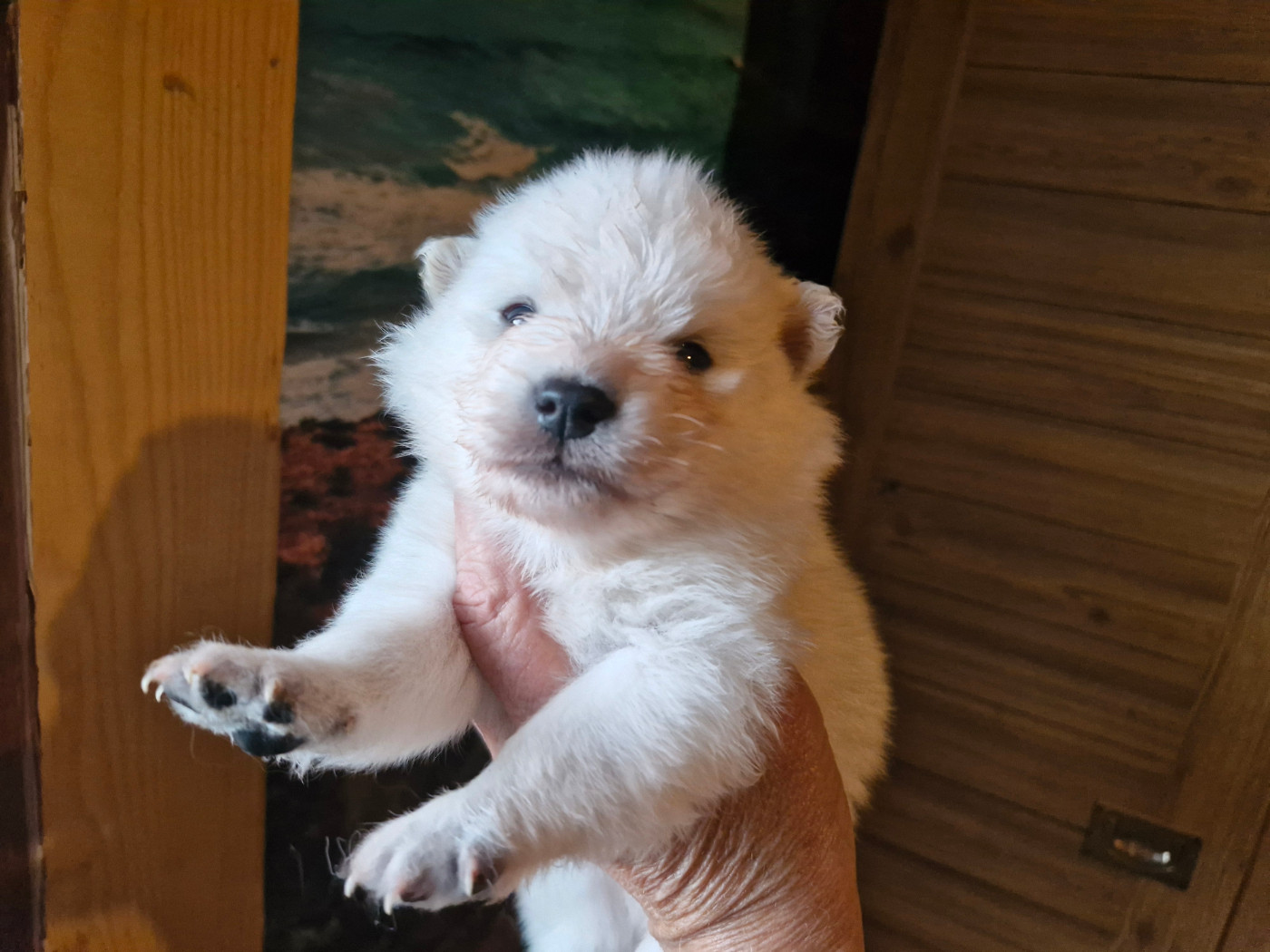 De La Rectouresse - Chiots disponibles - Spitz japonais