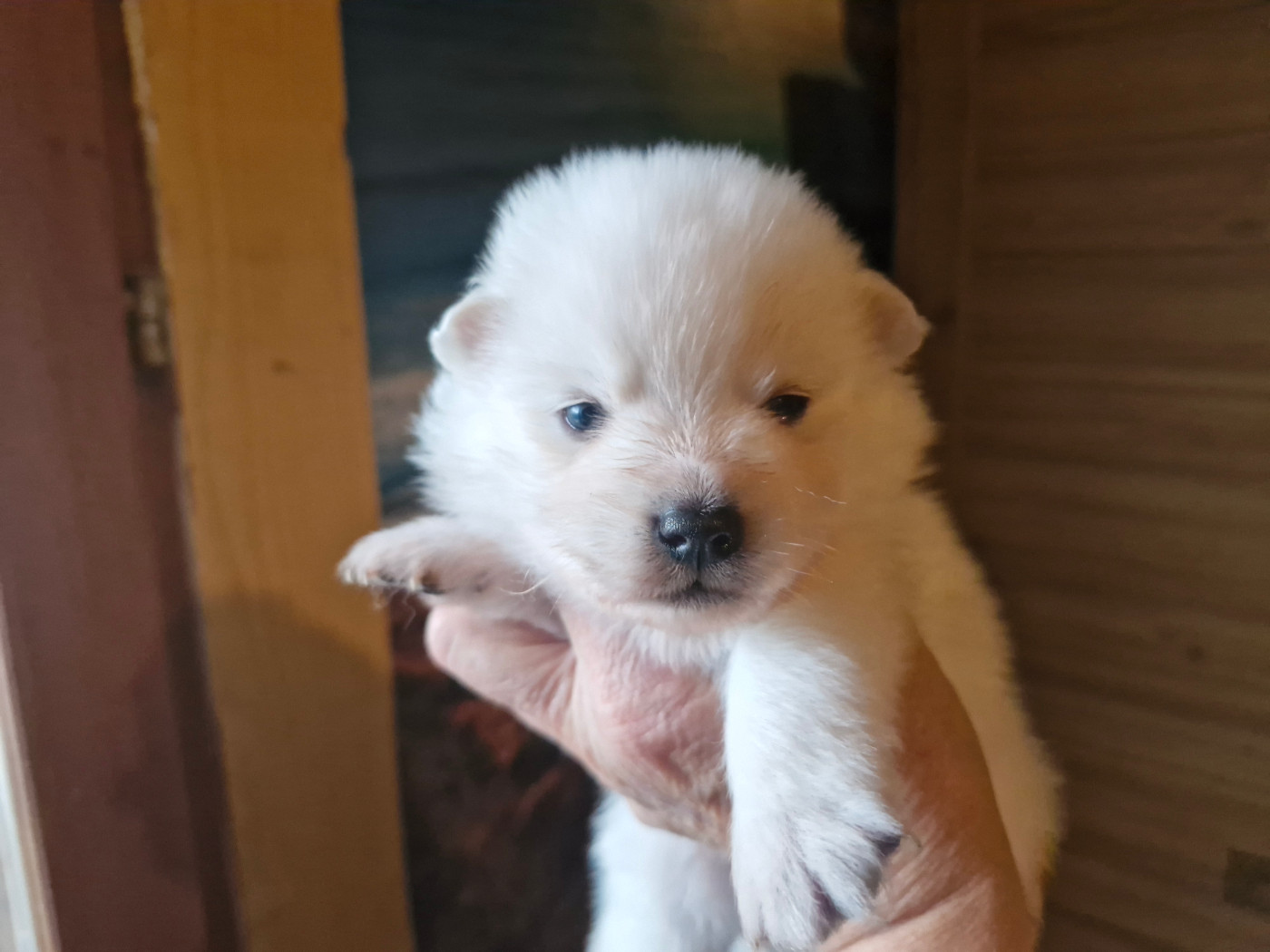 De La Rectouresse - Chiots disponibles - Spitz japonais