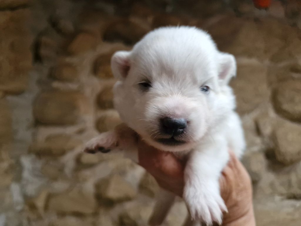 De La Rectouresse - Chiots disponibles - Spitz japonais