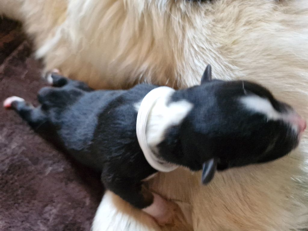 De La Rectouresse - Chiots disponibles - Berger Australien