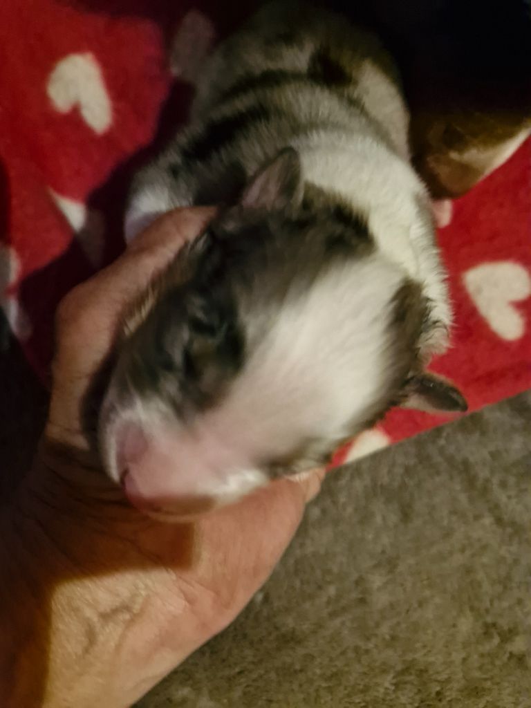 De La Rectouresse - Chiots disponibles - Berger Australien