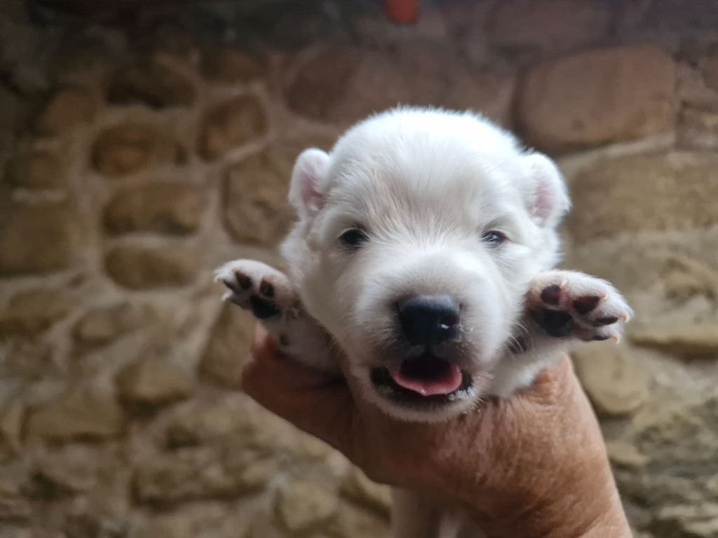 De La Rectouresse - Chiots disponibles - Spitz japonais