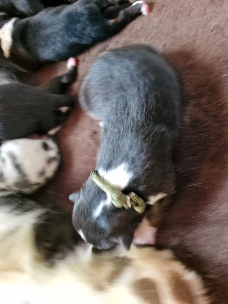 De La Rectouresse - Chiots disponibles - Berger Australien