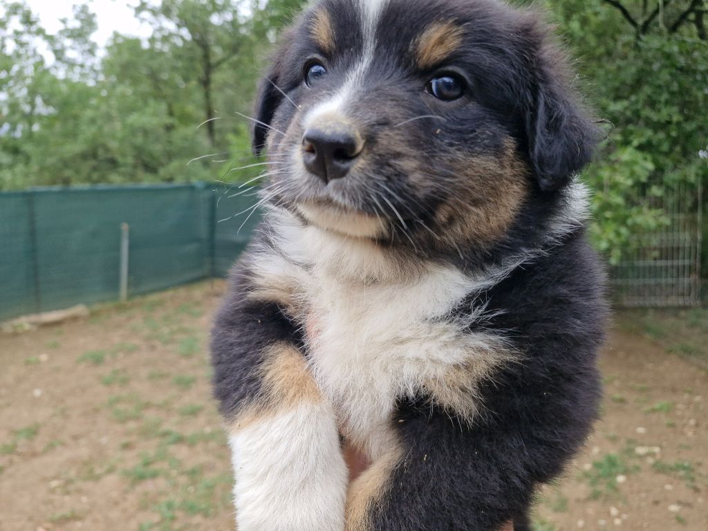 De La Rectouresse - Chiots disponibles - Berger Australien