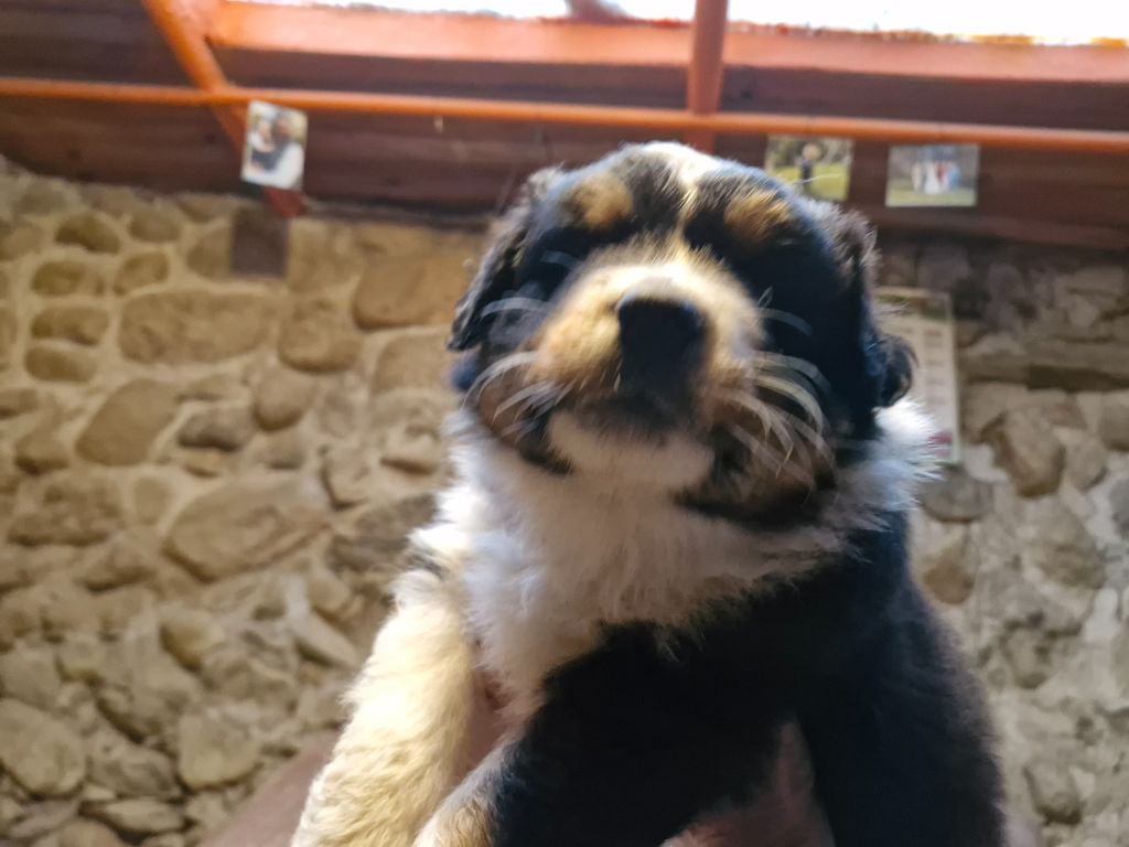 De La Rectouresse - Chiots disponibles - Berger Australien