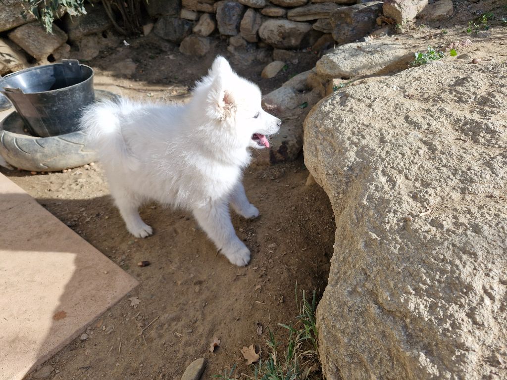 De La Rectouresse - Chiots disponibles - Spitz japonais