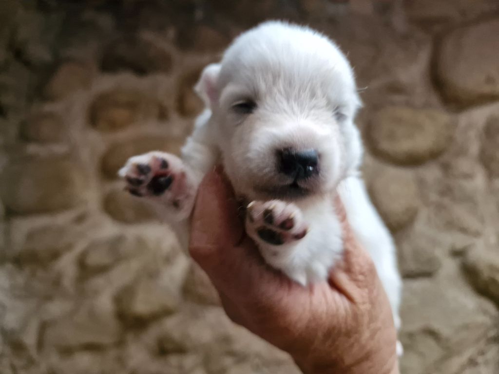 De La Rectouresse - Chiots disponibles - Spitz japonais