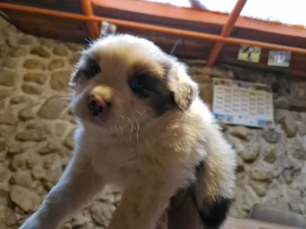 De La Rectouresse - Chiots disponibles - Berger Australien