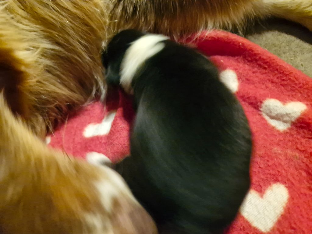 De La Rectouresse - Chiots disponibles - Berger Australien