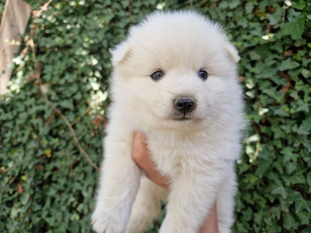 De La Rectouresse - Chiots disponibles - Spitz japonais