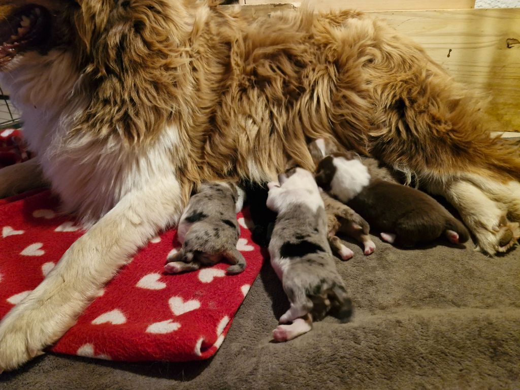 Chiot Berger Australien De La Rectouresse