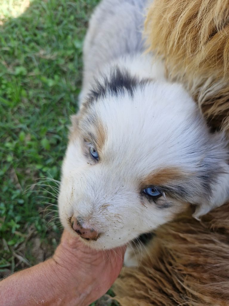 De La Rectouresse - Chiots disponibles - Berger Australien