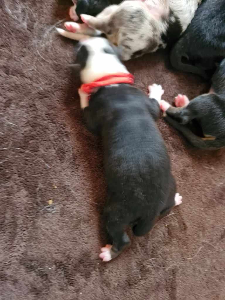 De La Rectouresse - Chiots disponibles - Berger Australien