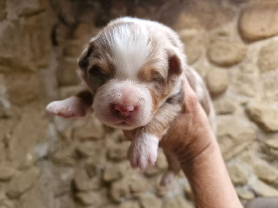 CHIOT femelle rouge merle tricolore 