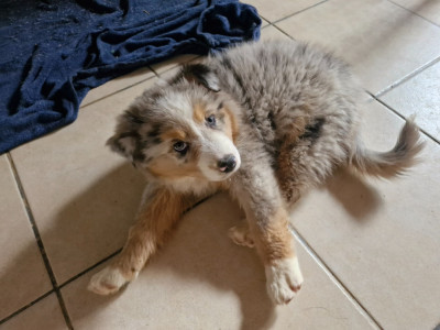 CHIOT 2