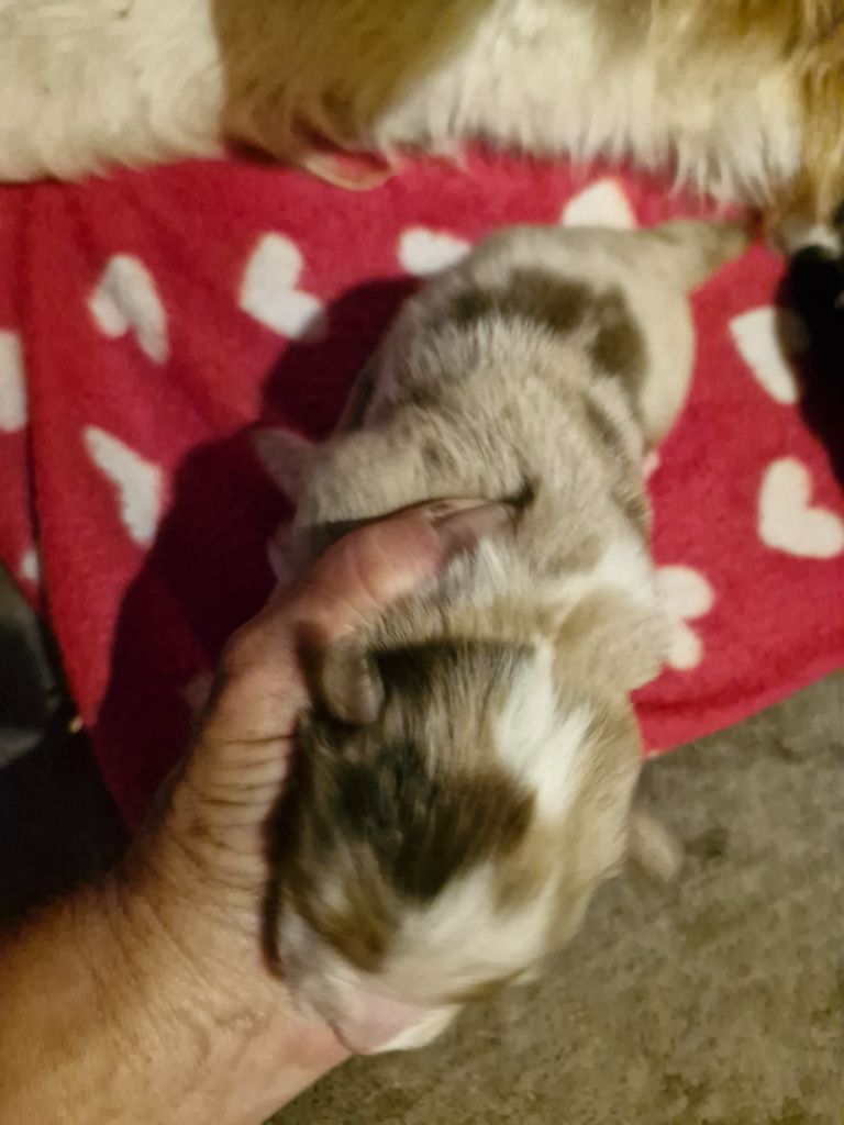 De La Rectouresse - Chiots disponibles - Berger Australien