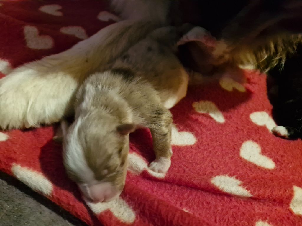 De La Rectouresse - Chiots disponibles - Berger Australien