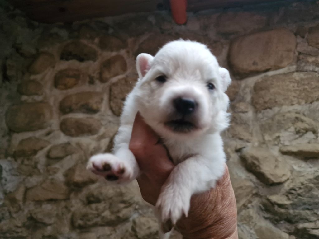 De La Rectouresse - Chiots disponibles - Spitz japonais